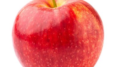 East Coast Small Sole Fish